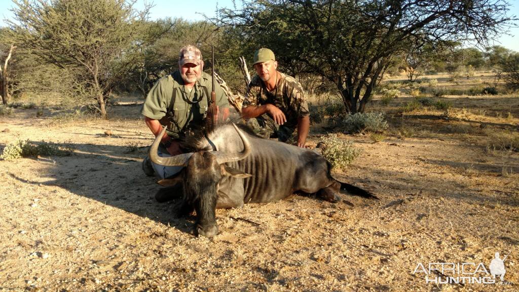 Blue Wildebeest Hunting in Namibia