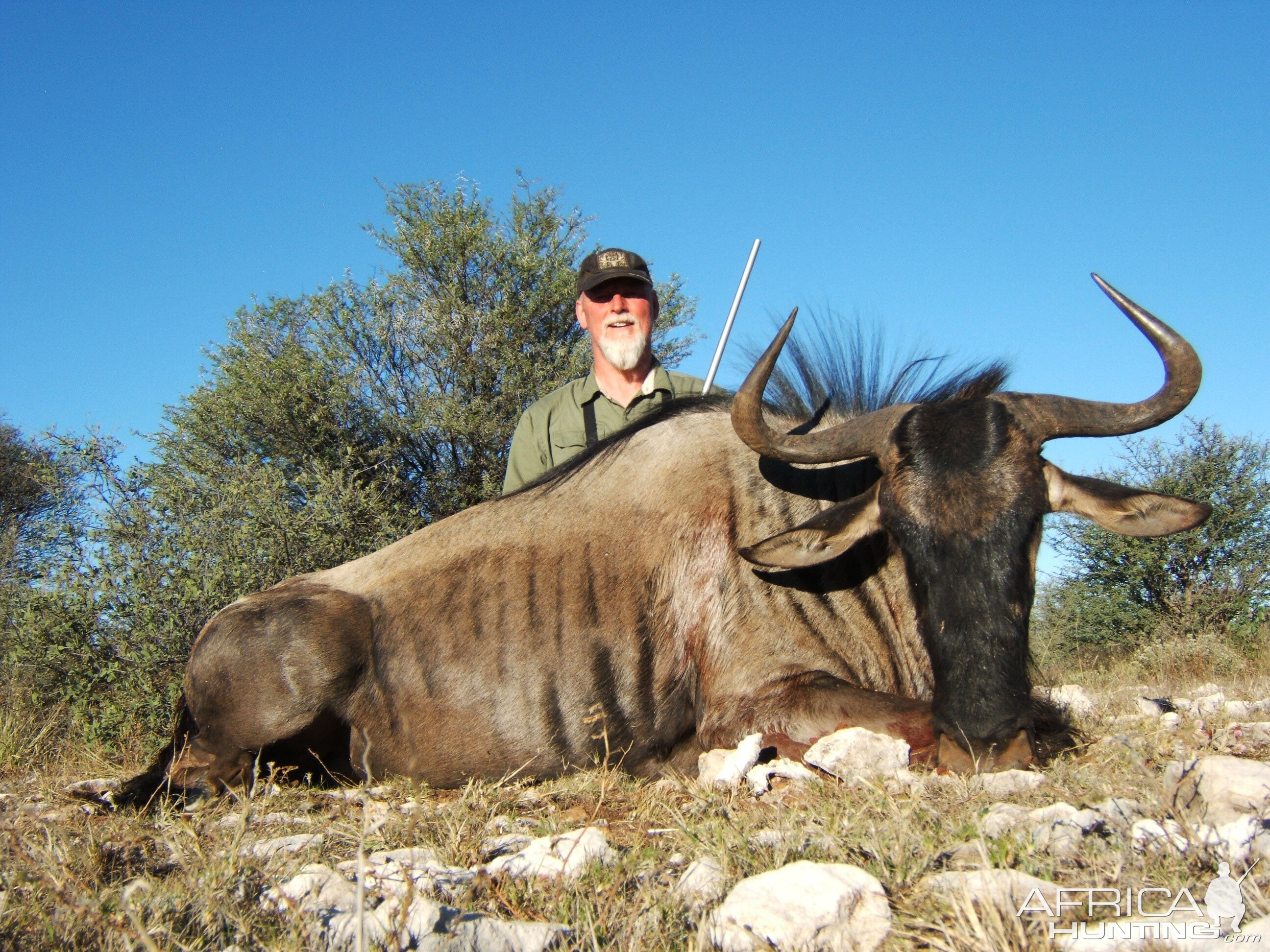 Blue Wildebeest Hunting in Namibia