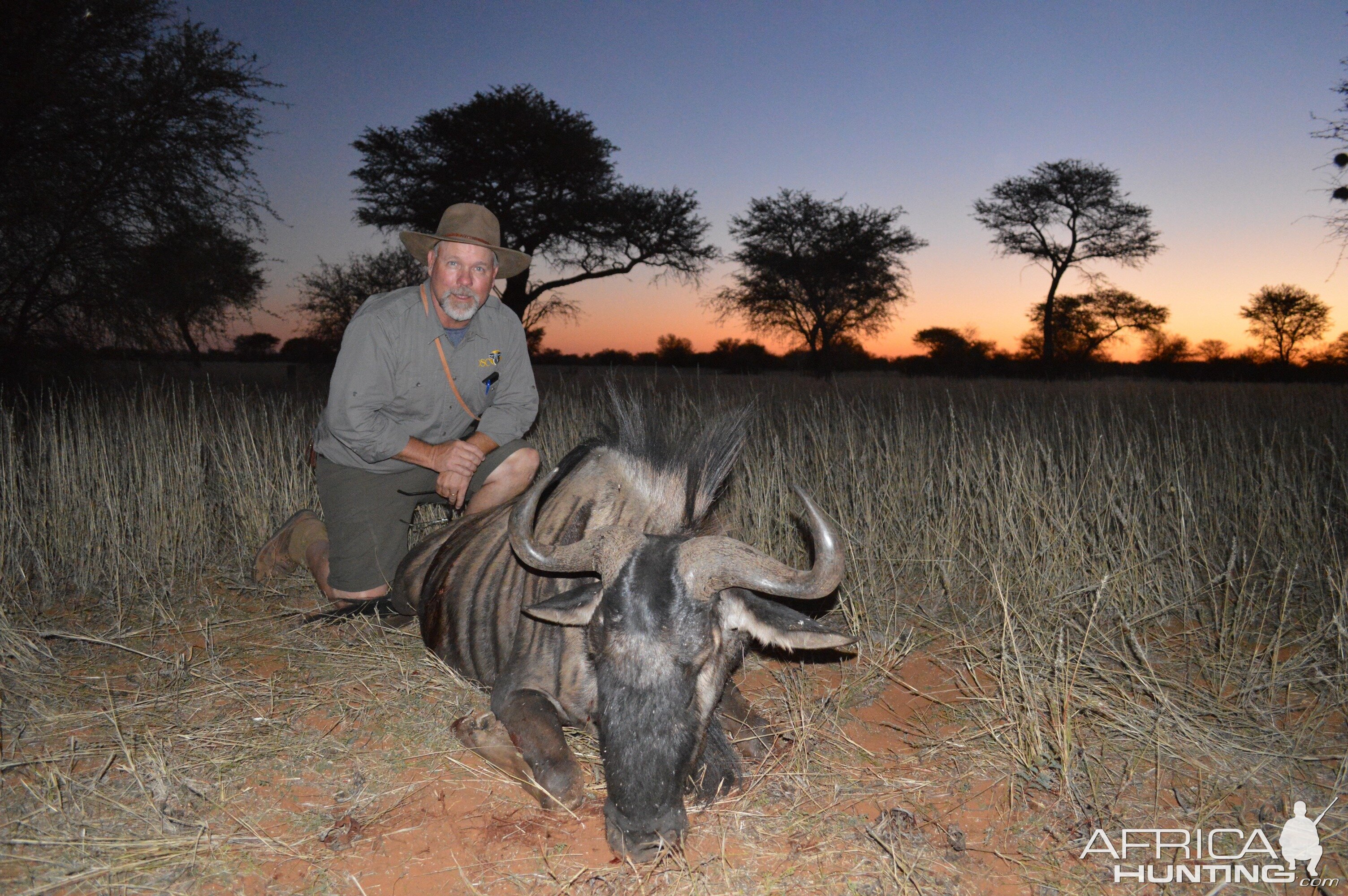 Blue Wildebeest Hunting in Namibia