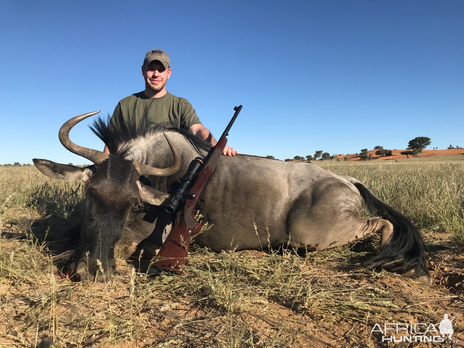 Blue Wildebeest Hunting in Namibia