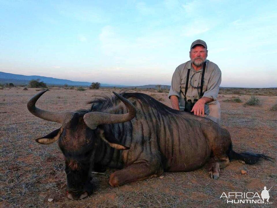 Blue Wildebeest Hunting in South Africa