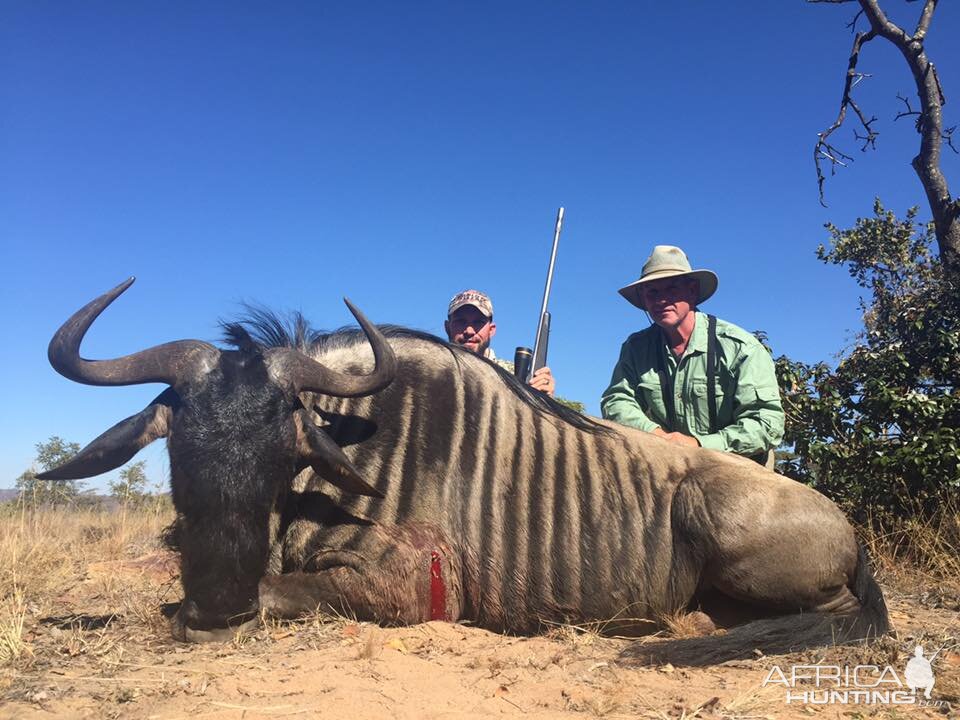 Blue Wildebeest Hunting in South Africa