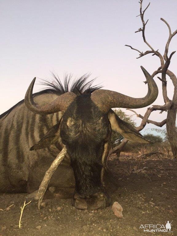 Blue Wildebeest Hunting in South Africa