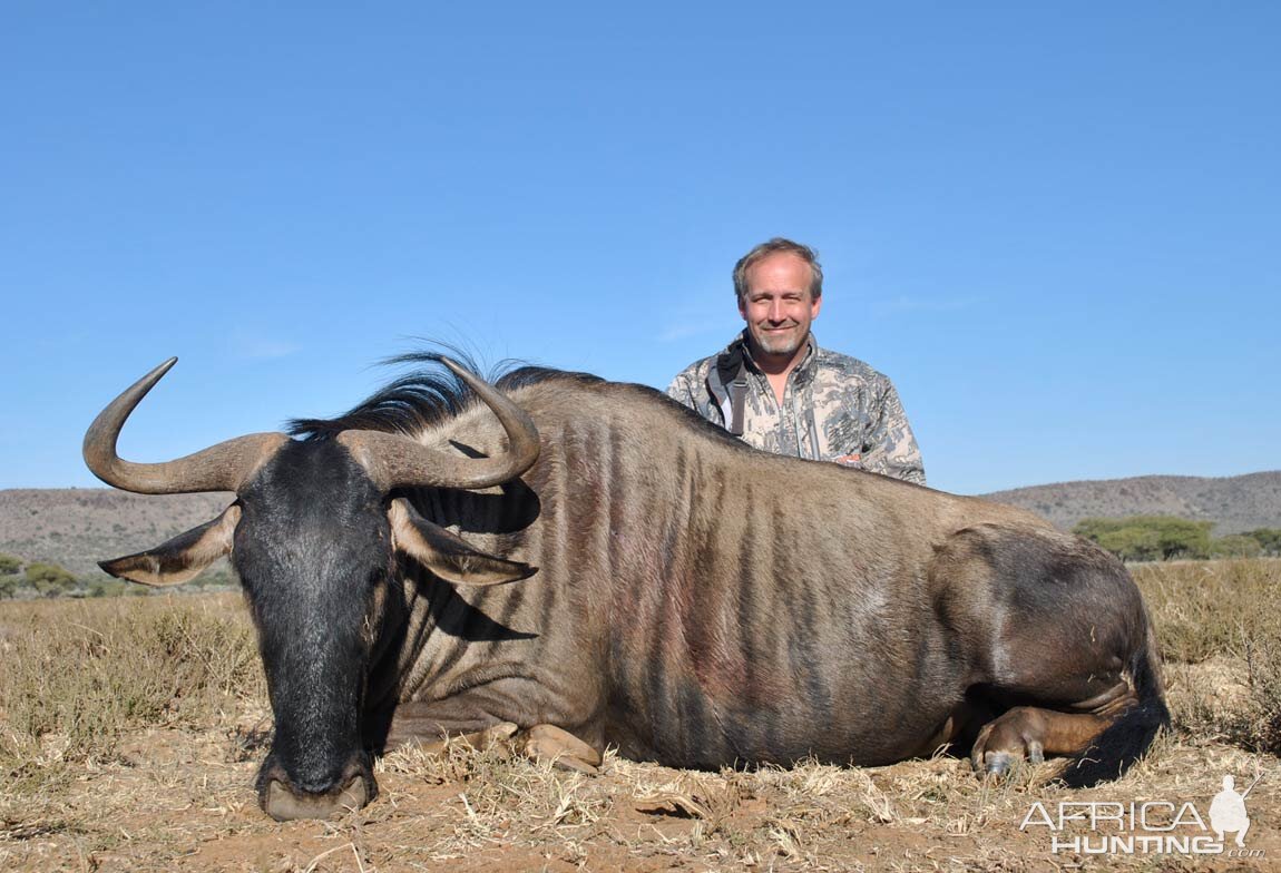 Blue Wildebeest Hunting in South Africa