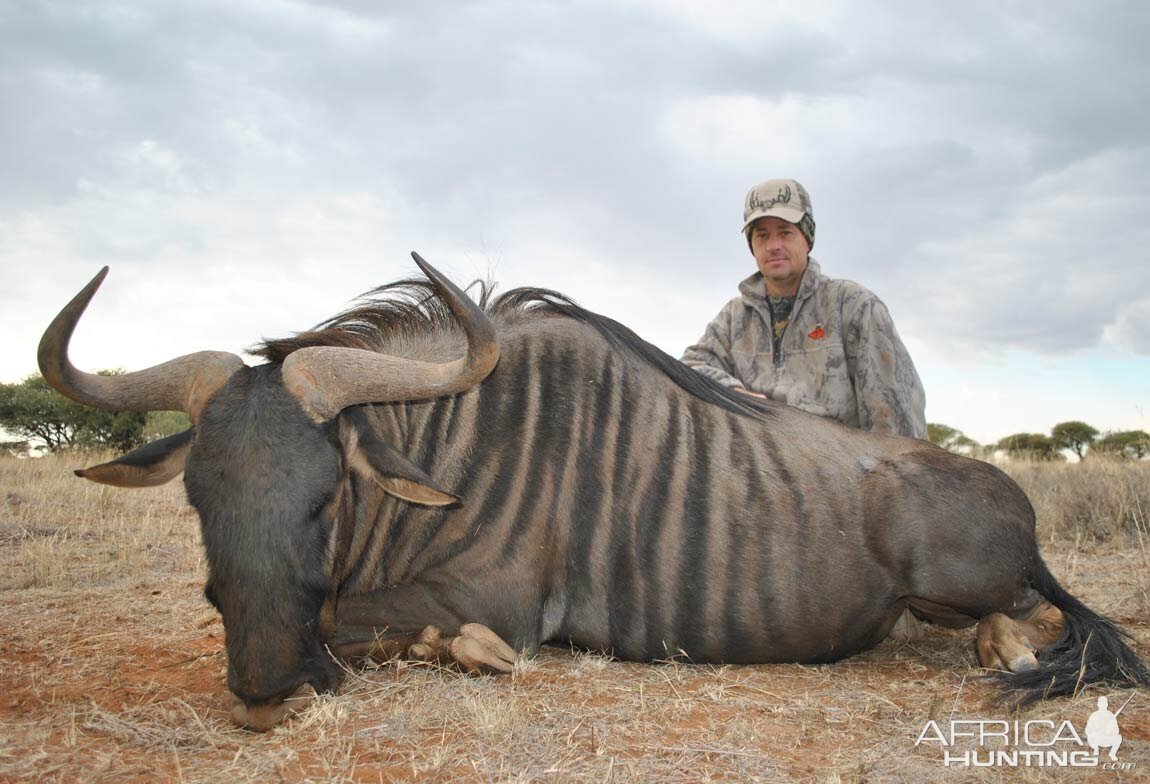 Blue Wildebeest Hunting in South Africa