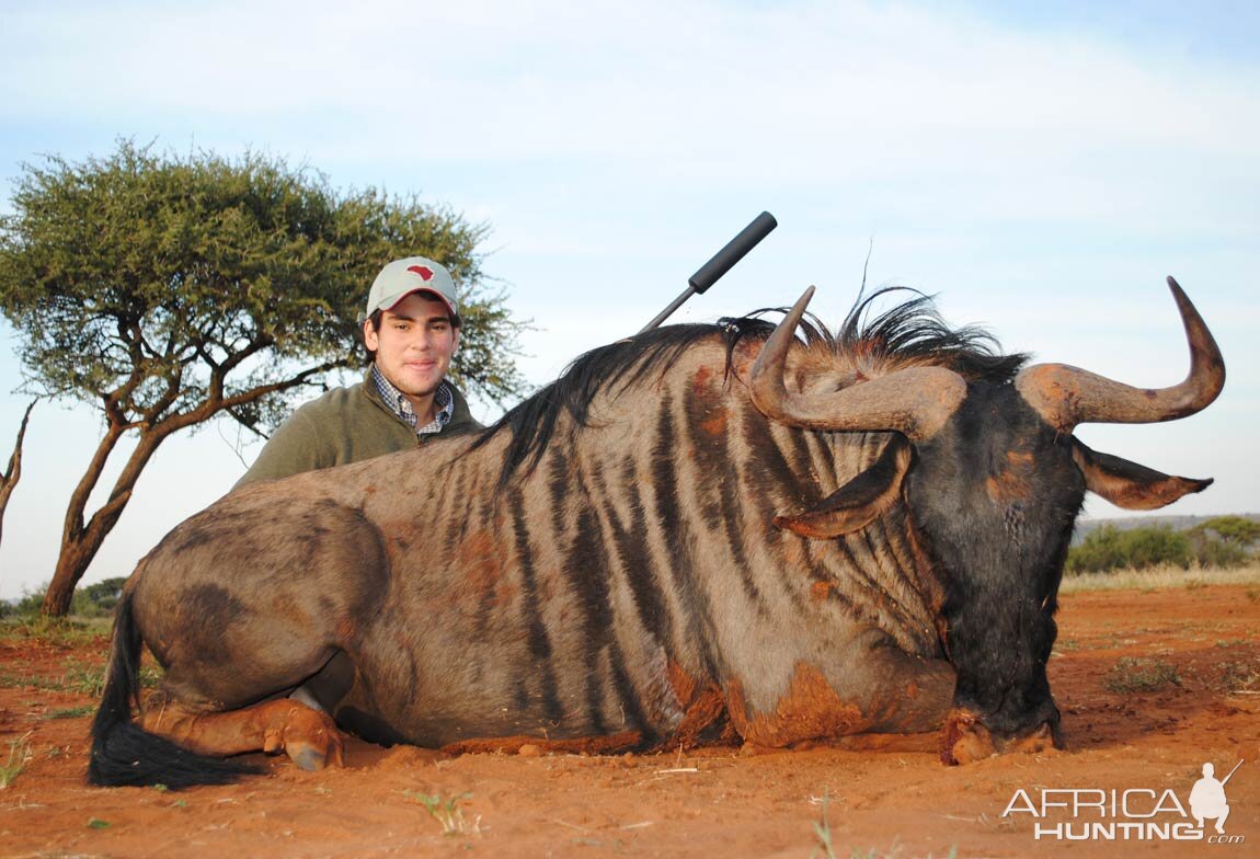 Blue Wildebeest Hunting in South Africa