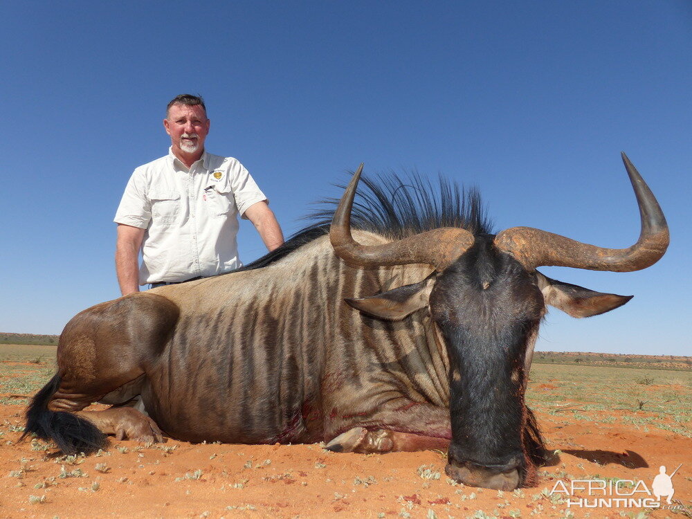 Blue Wildebeest Hunting in South Africa