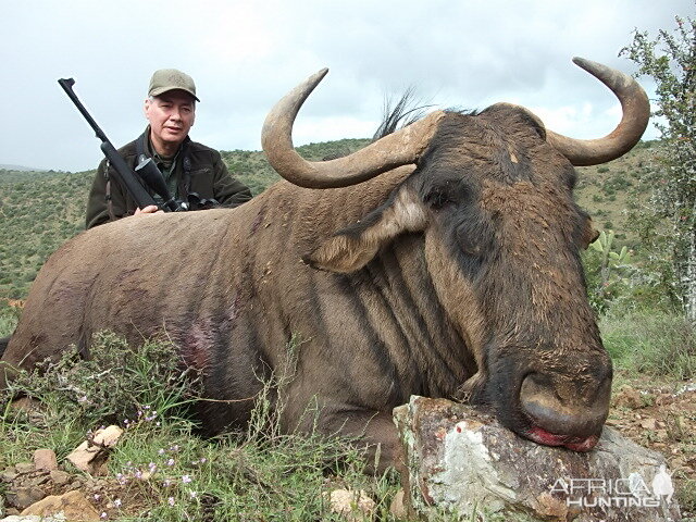 Blue Wildebeest Hunting in South Africa