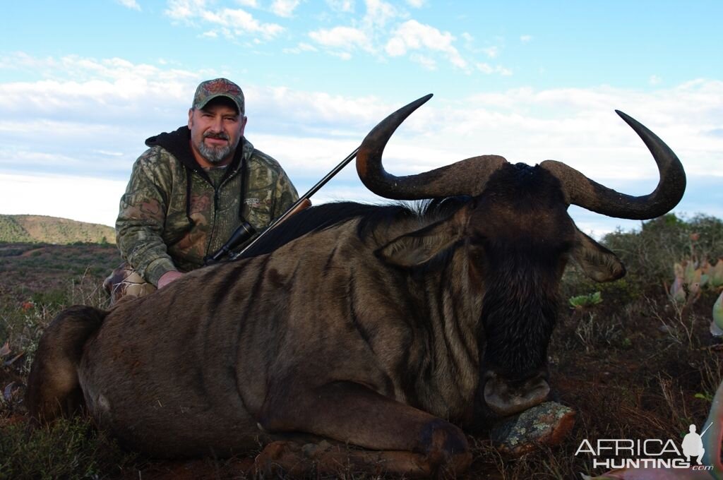 Blue Wildebeest Hunting in South Africa