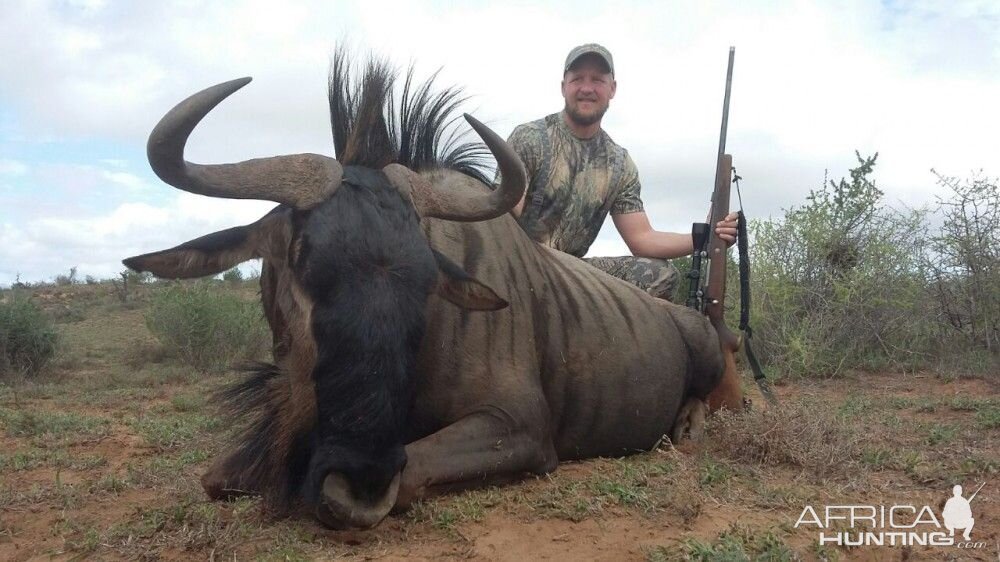 Blue Wildebeest Hunting in South Africa