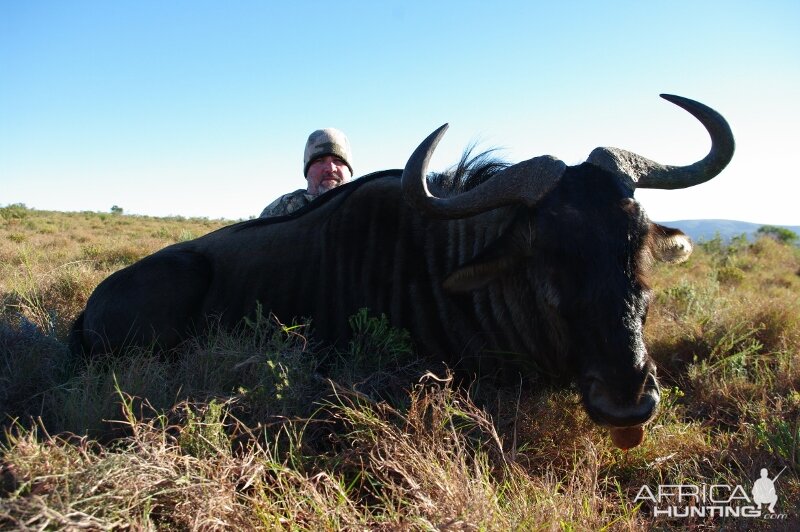 Blue Wildebeest Hunting in South Africa