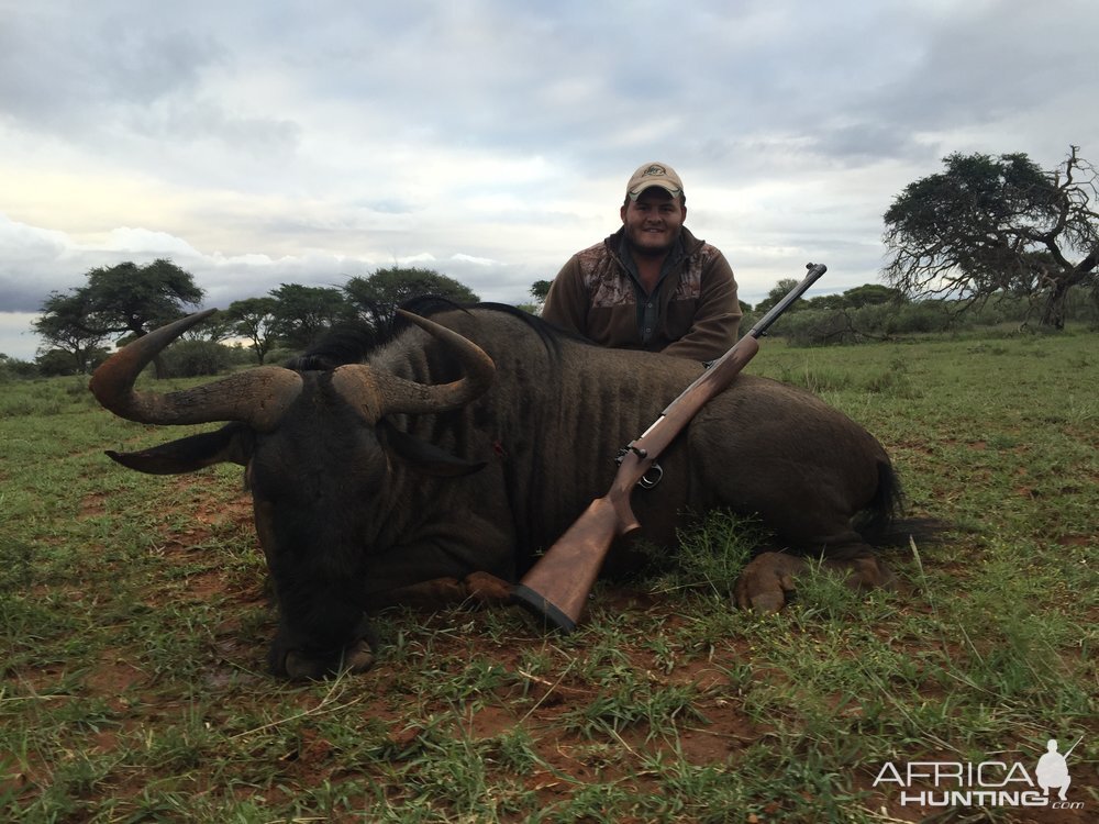 Blue Wildebeest Hunting in South Africa