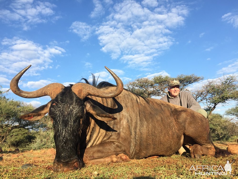 Blue Wildebeest Hunting in South Africa