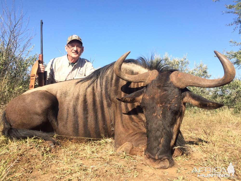 Blue Wildebeest Hunting in South Africa