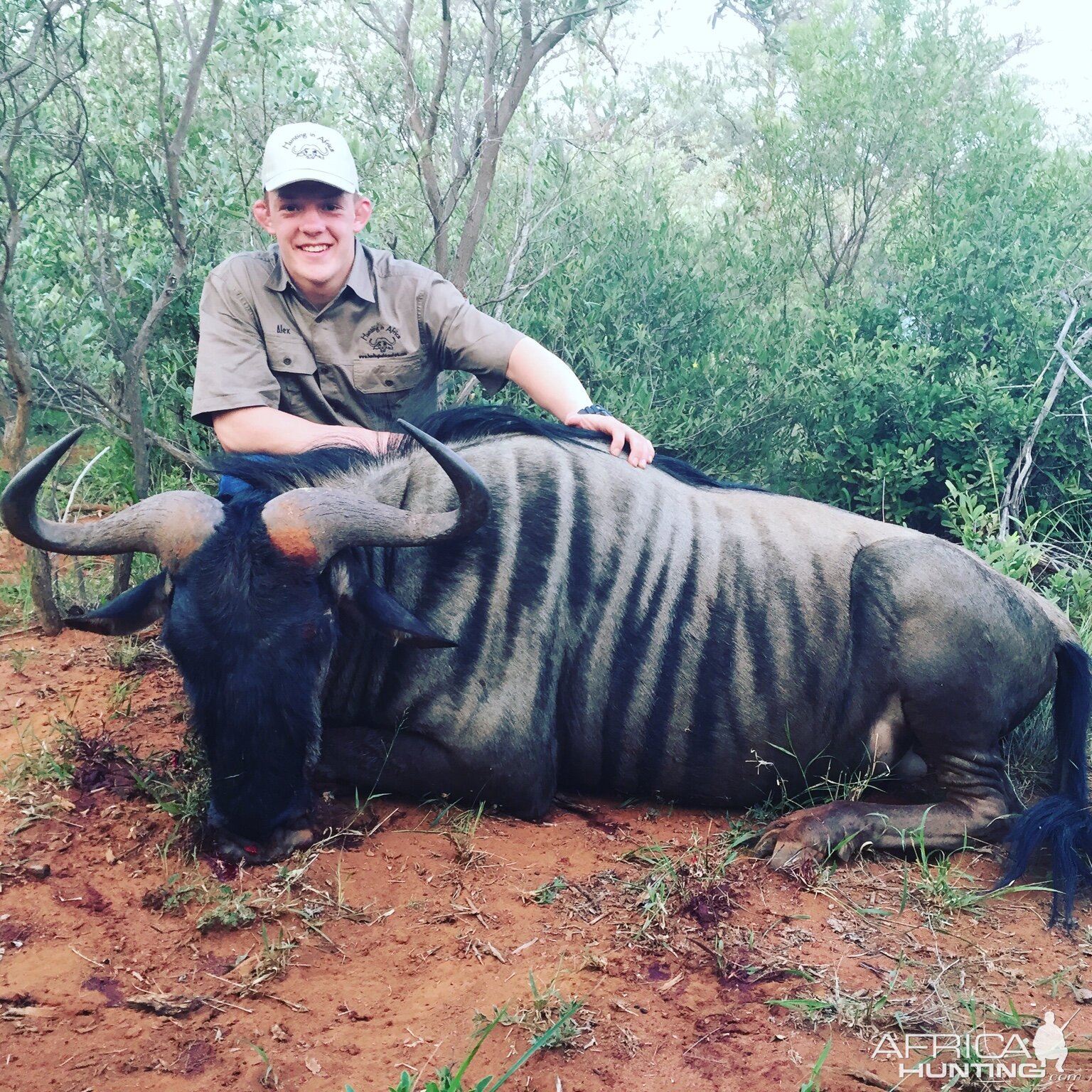 Blue Wildebeest Hunting in South Africa