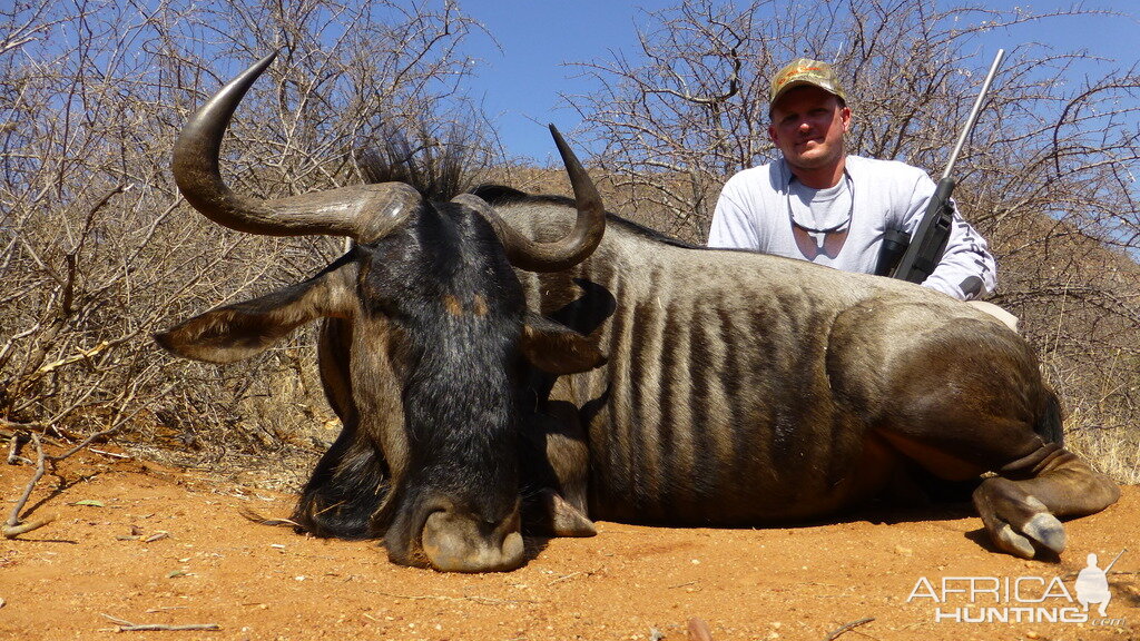 Blue Wildebeest Hunting in South Africa