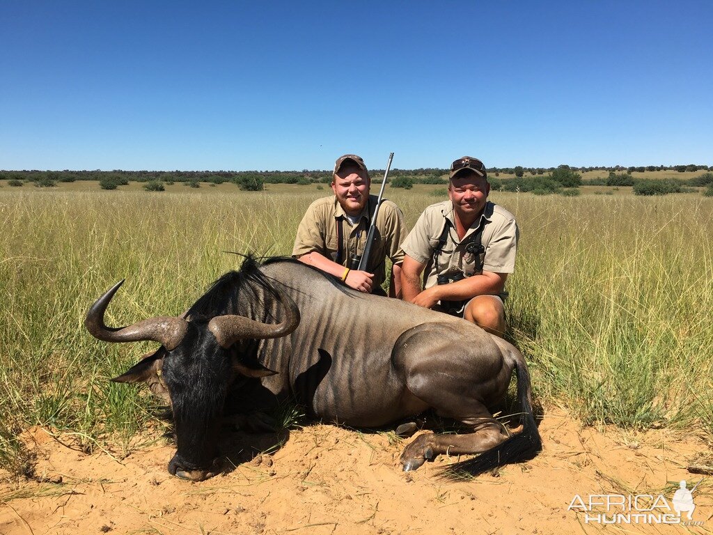 Blue Wildebeest Hunting in South Africa