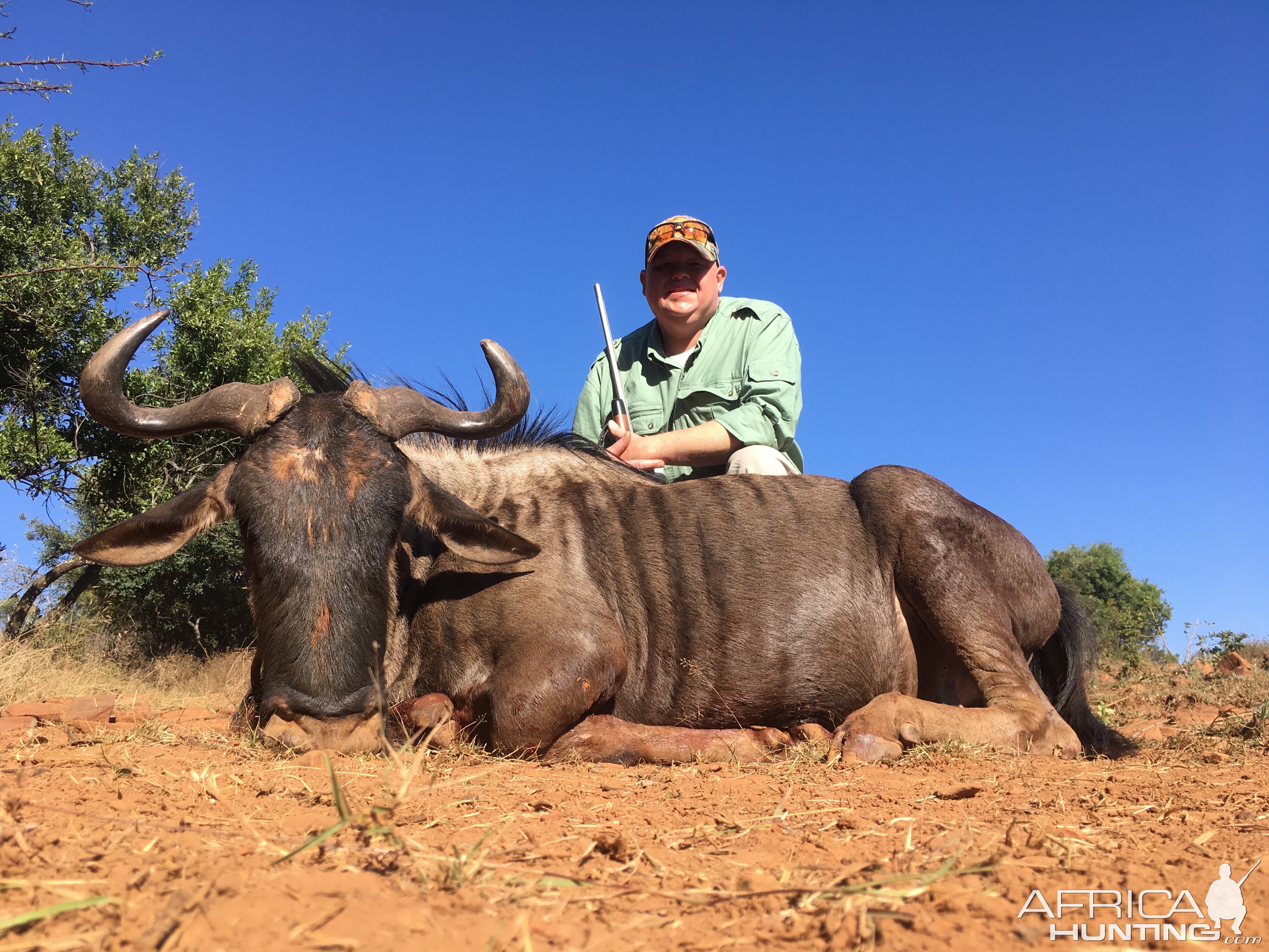 Blue Wildebeest Hunting in South Africa