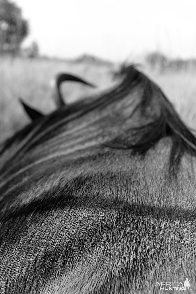 Blue Wildebeest Hunting in South Africa