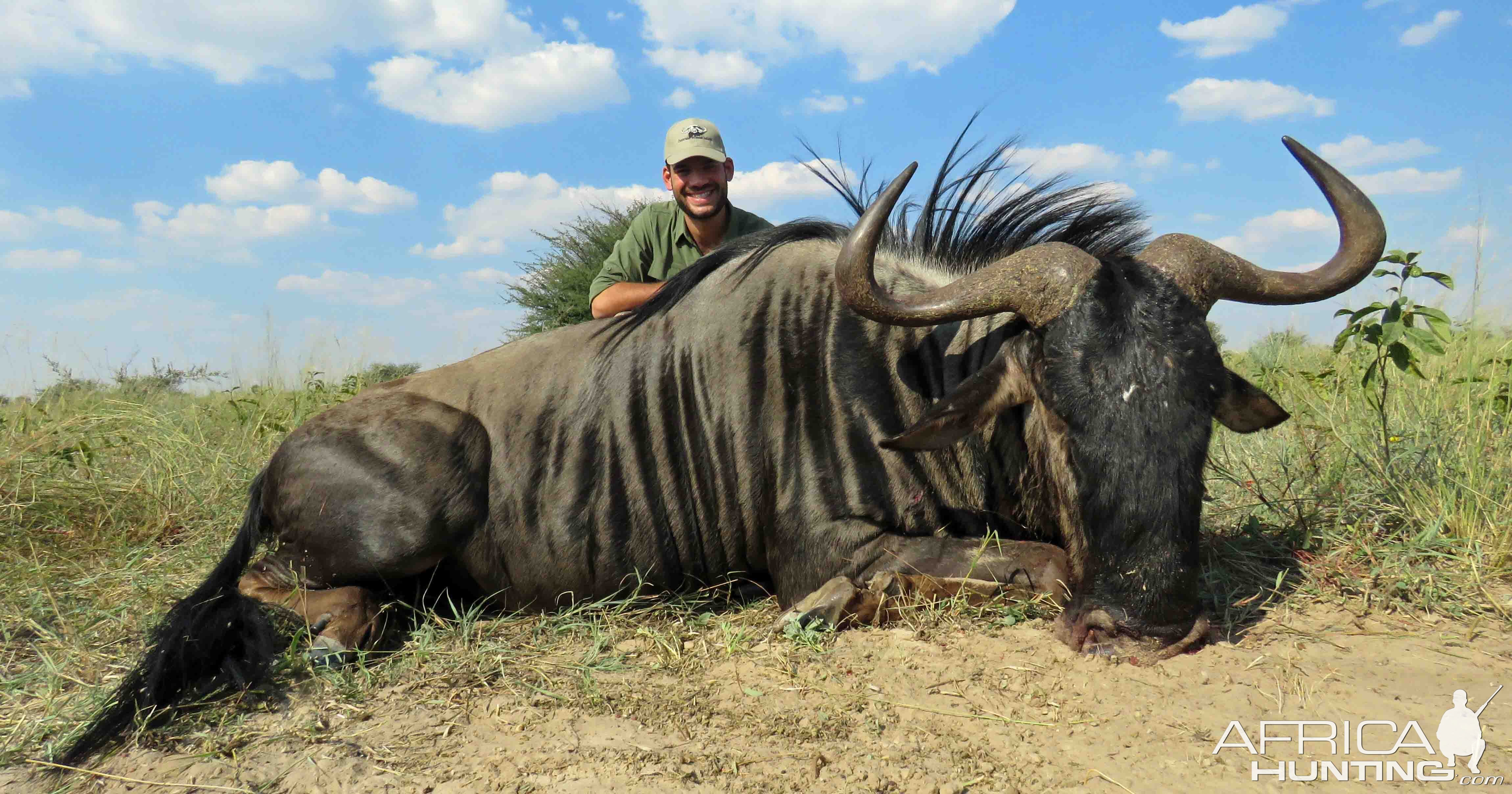 Blue Wildebeest Hunting in South Africa