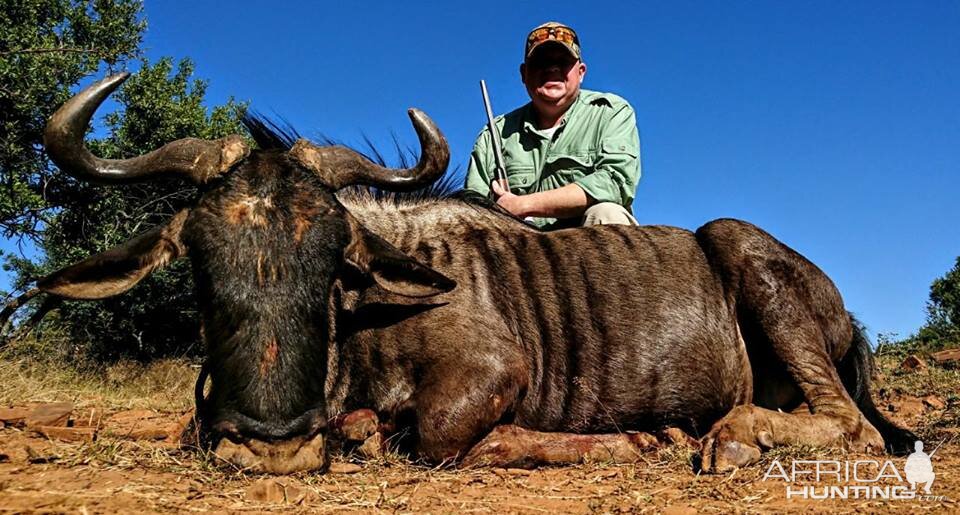 Blue Wildebeest Hunting in South Africa