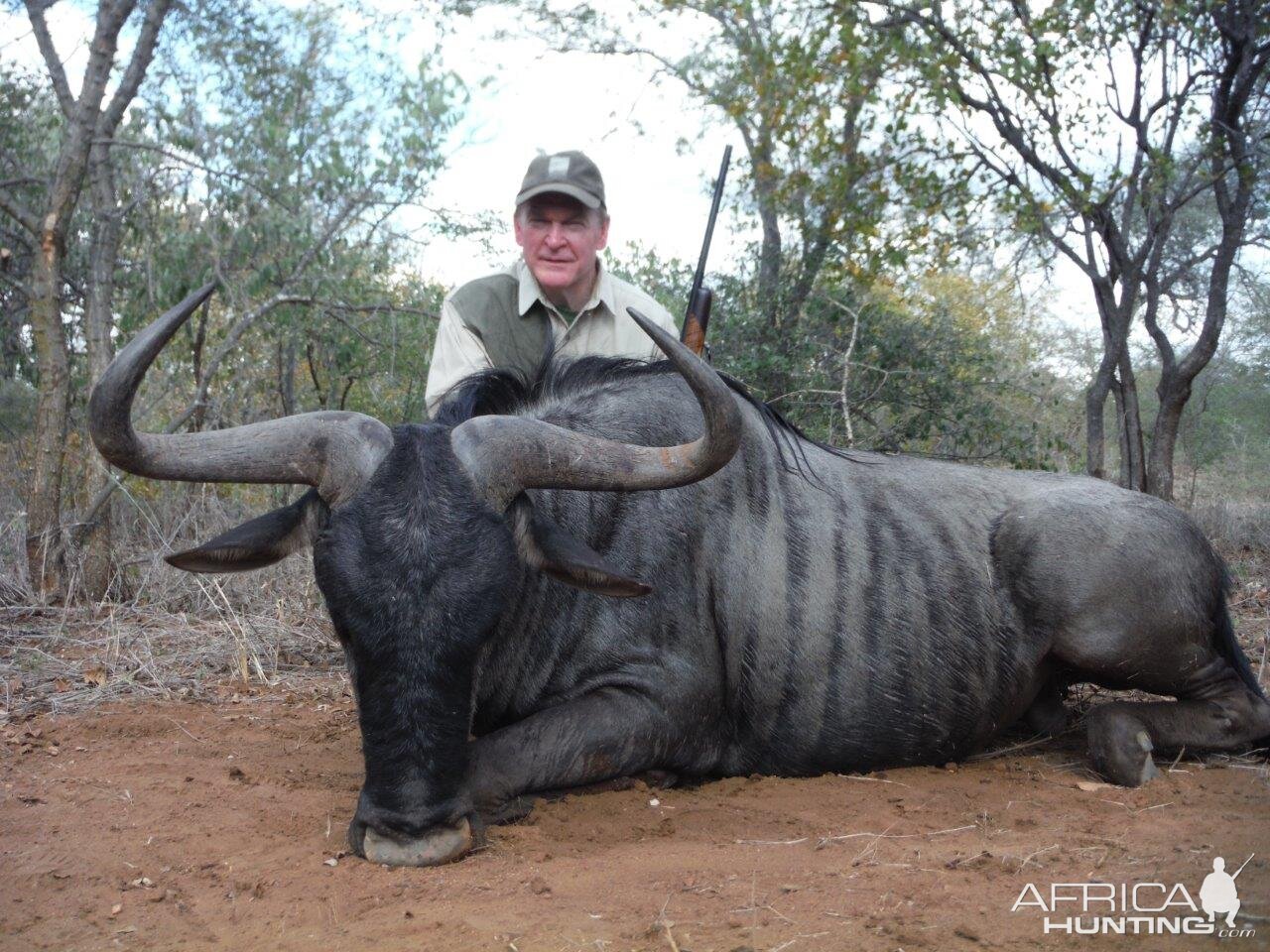 Blue Wildebeest Hunting in South Africa