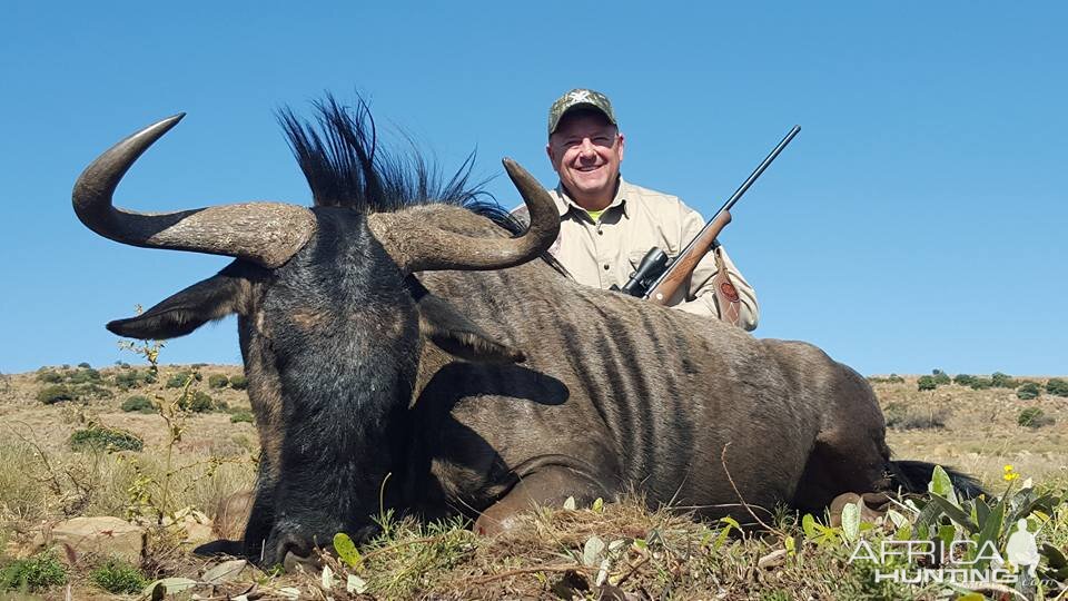 Blue Wildebeest Hunting in South Africa