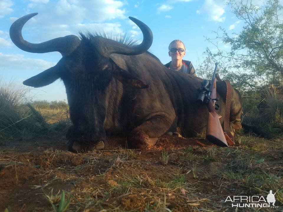 Blue Wildebeest Hunting in South Africa