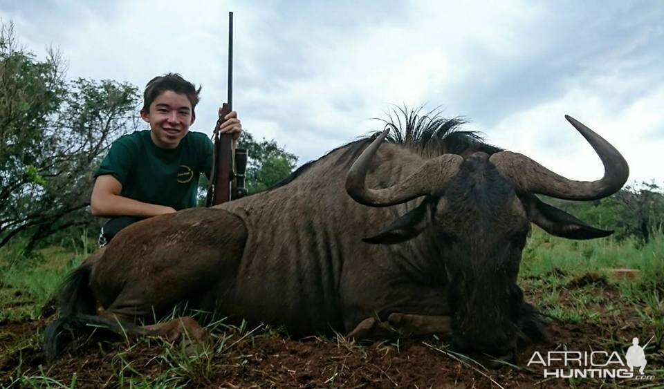 Blue Wildebeest Hunting in South Africa