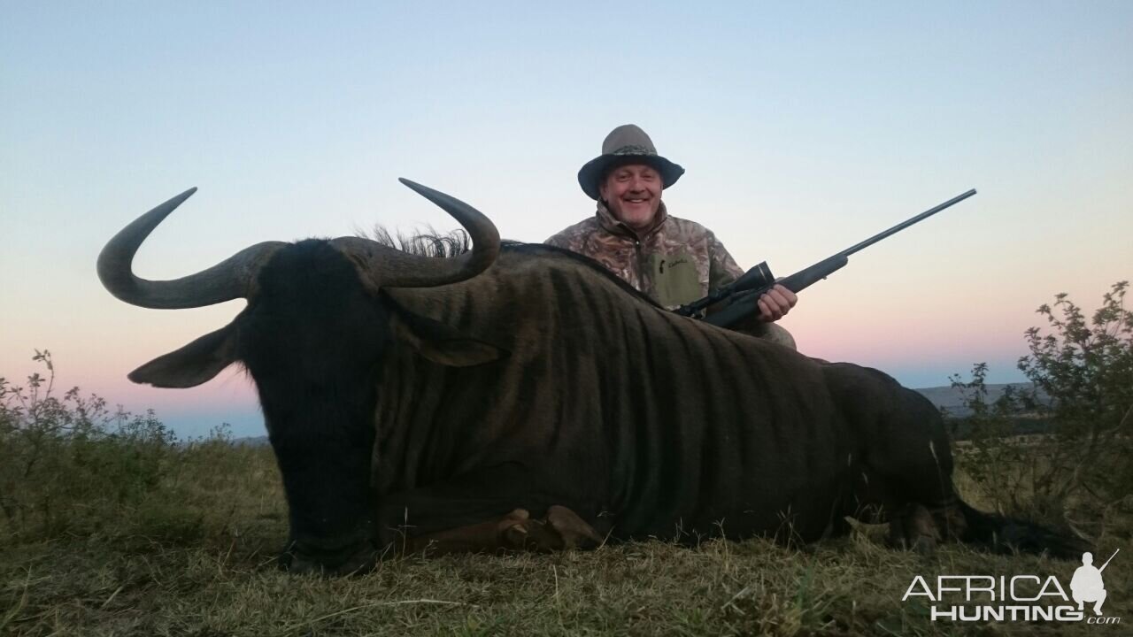 Blue Wildebeest Hunting in South Africa