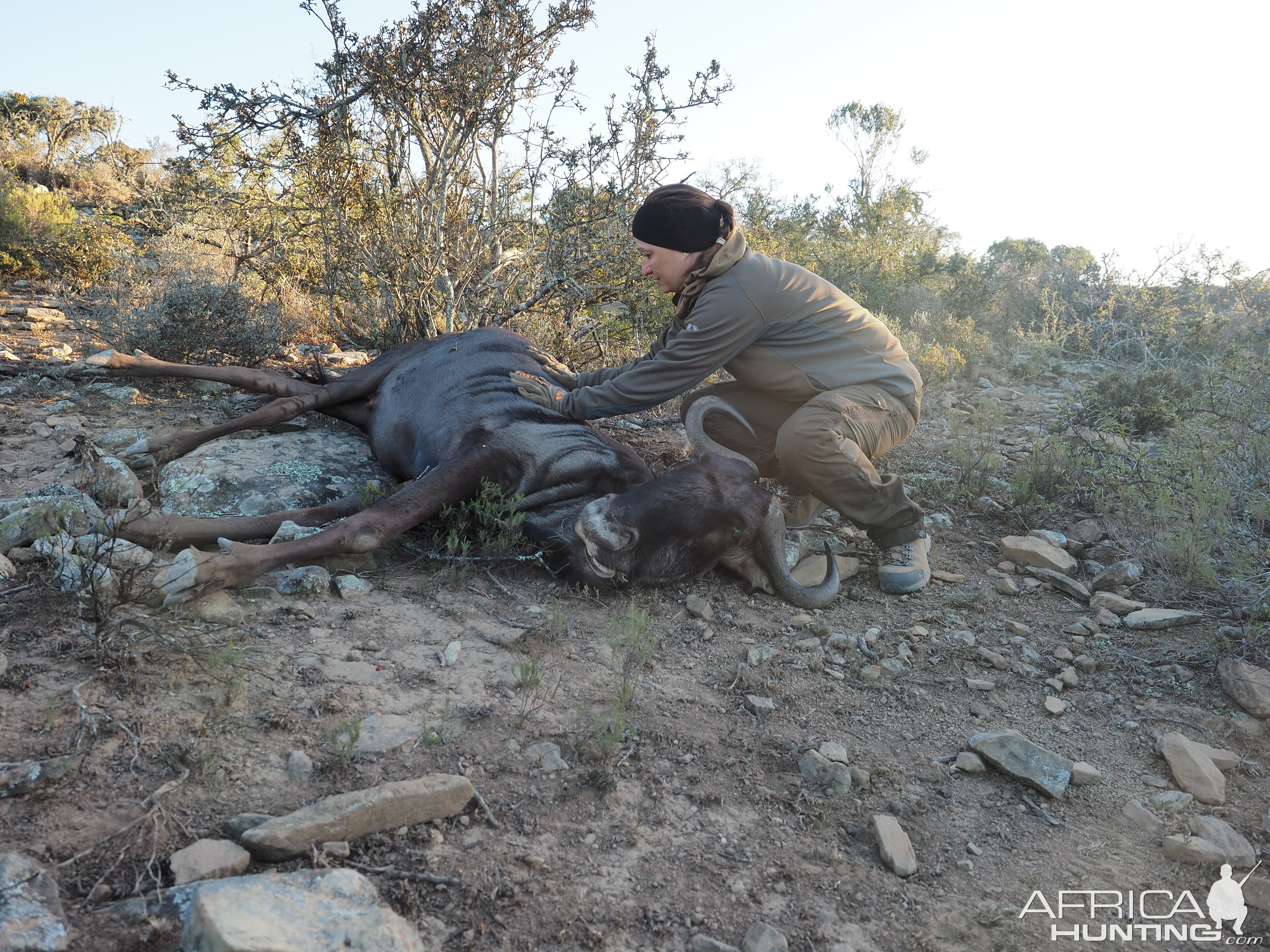 Blue Wildebeest Hunting in South Africa