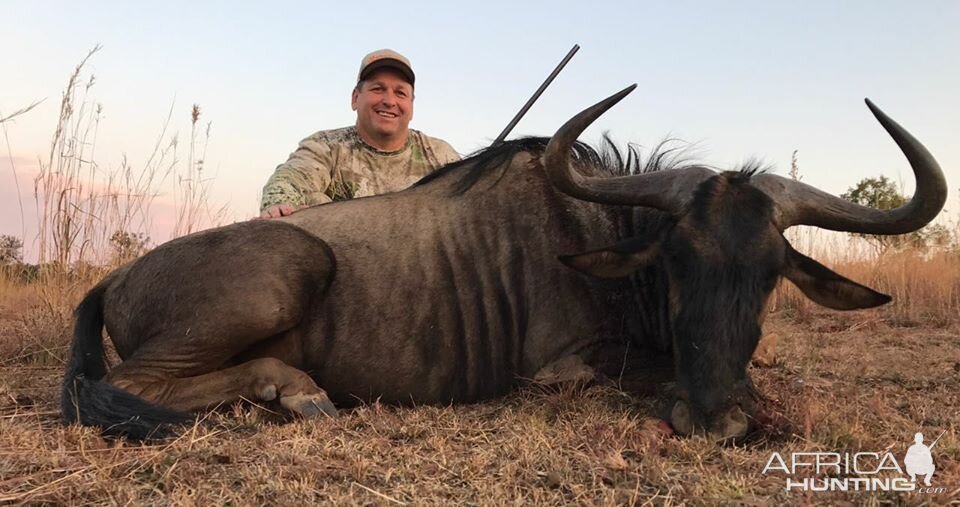 Blue Wildebeest Hunting in South Africa