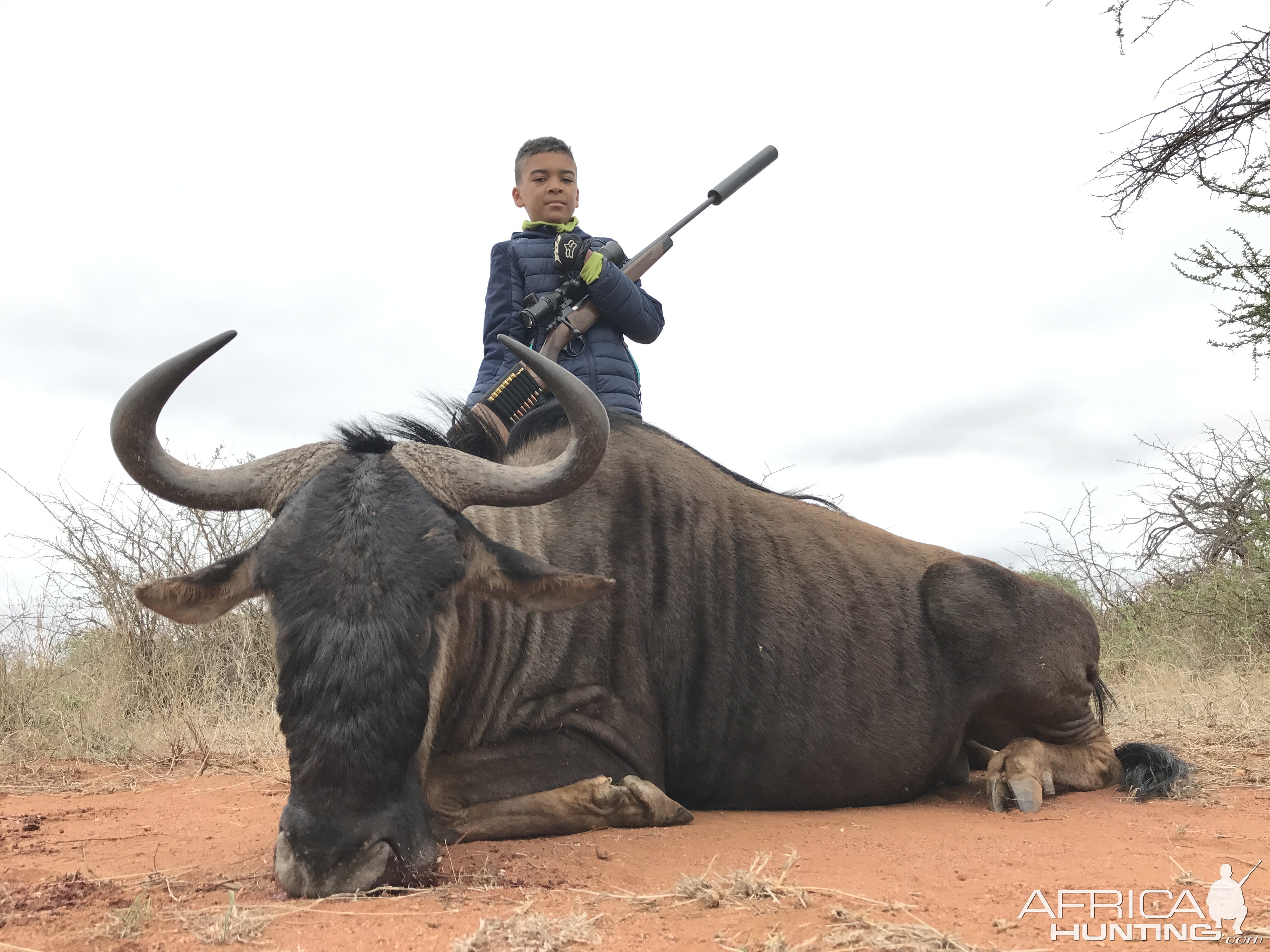 Blue Wildebeest Hunting in South Africa