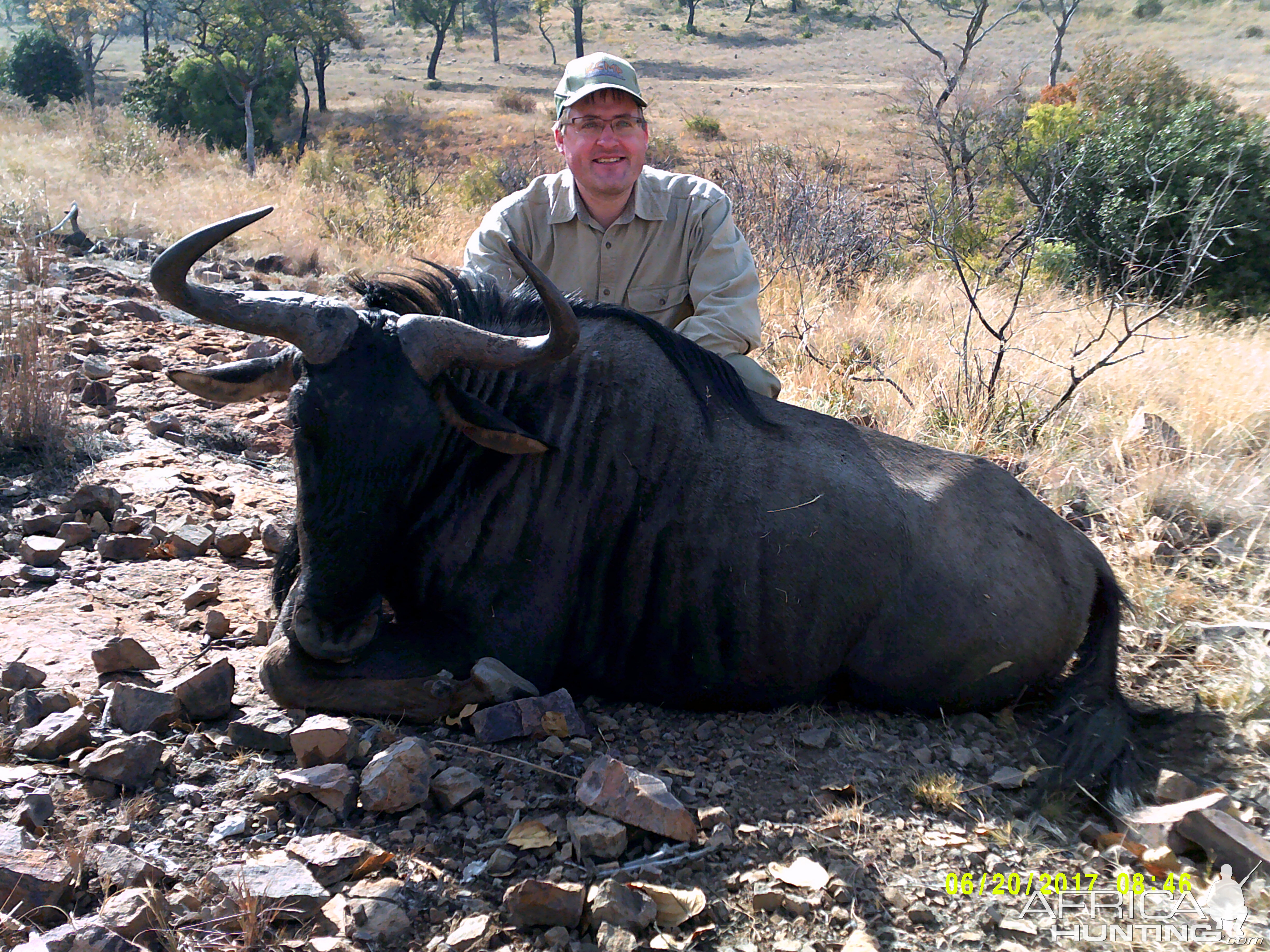 Blue Wildebeest Hunting in South Africa