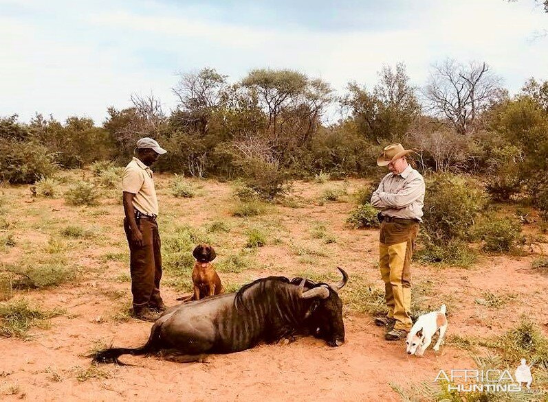 Blue Wildebeest Hunting in South Africa