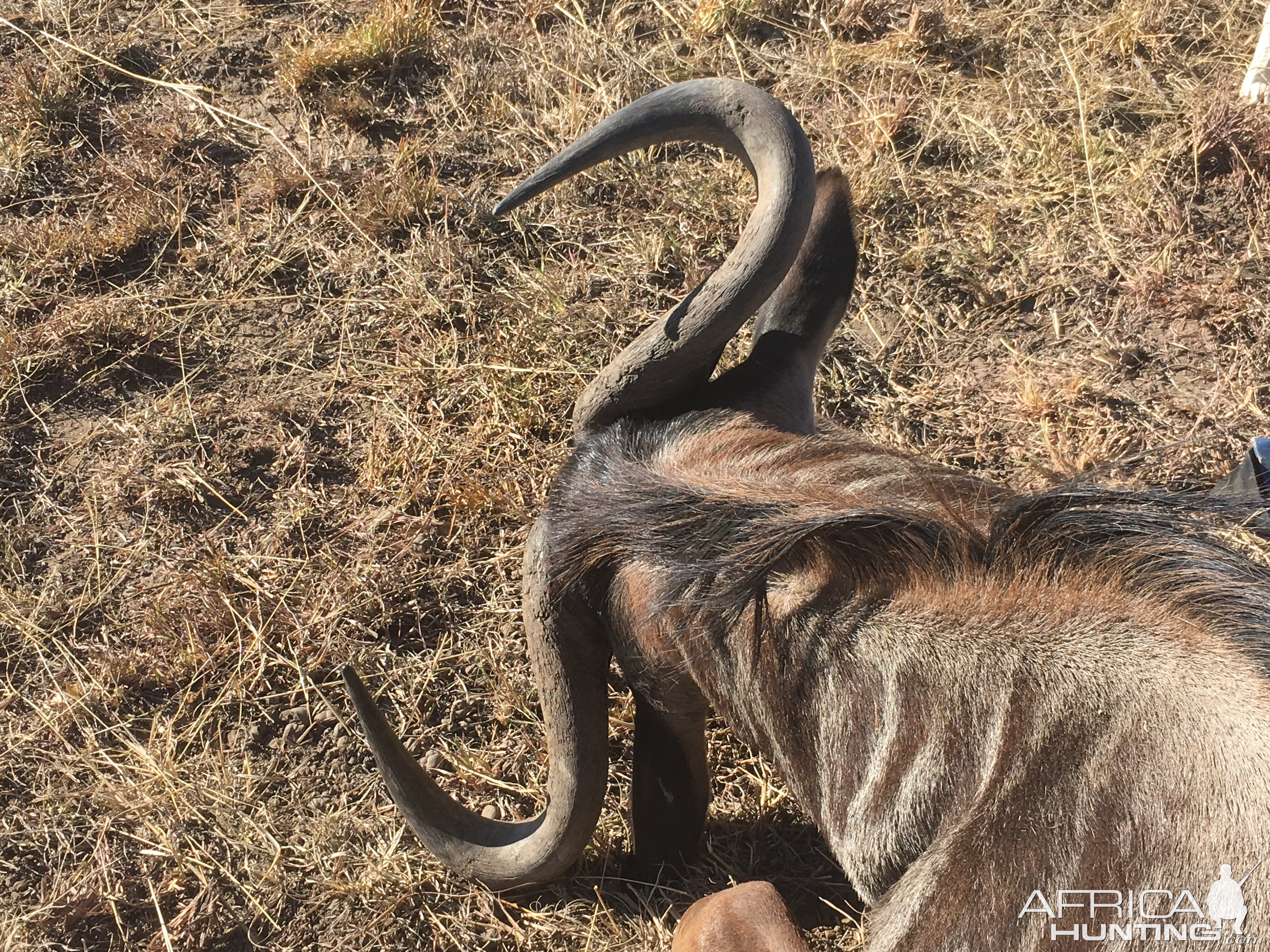 Blue Wildebeest Hunting in South Africa