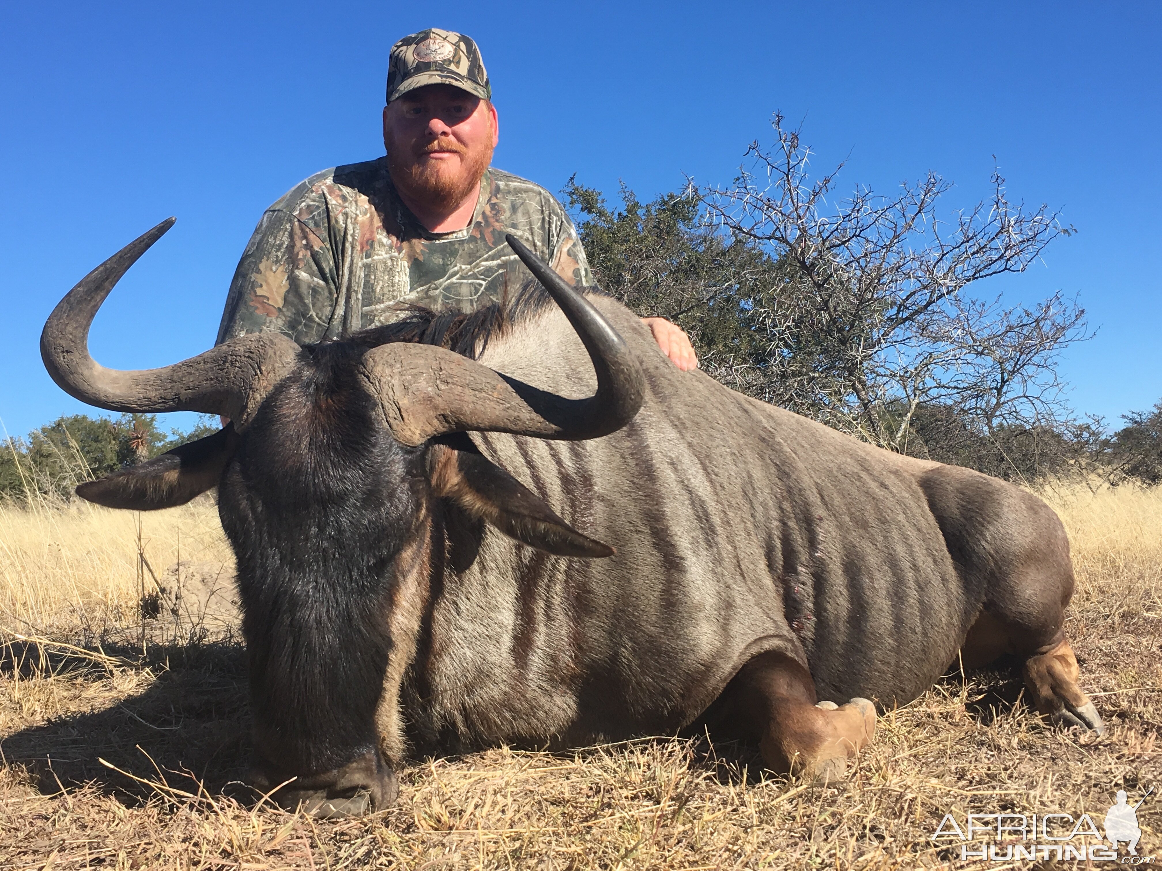 Blue Wildebeest Hunting in South Africa