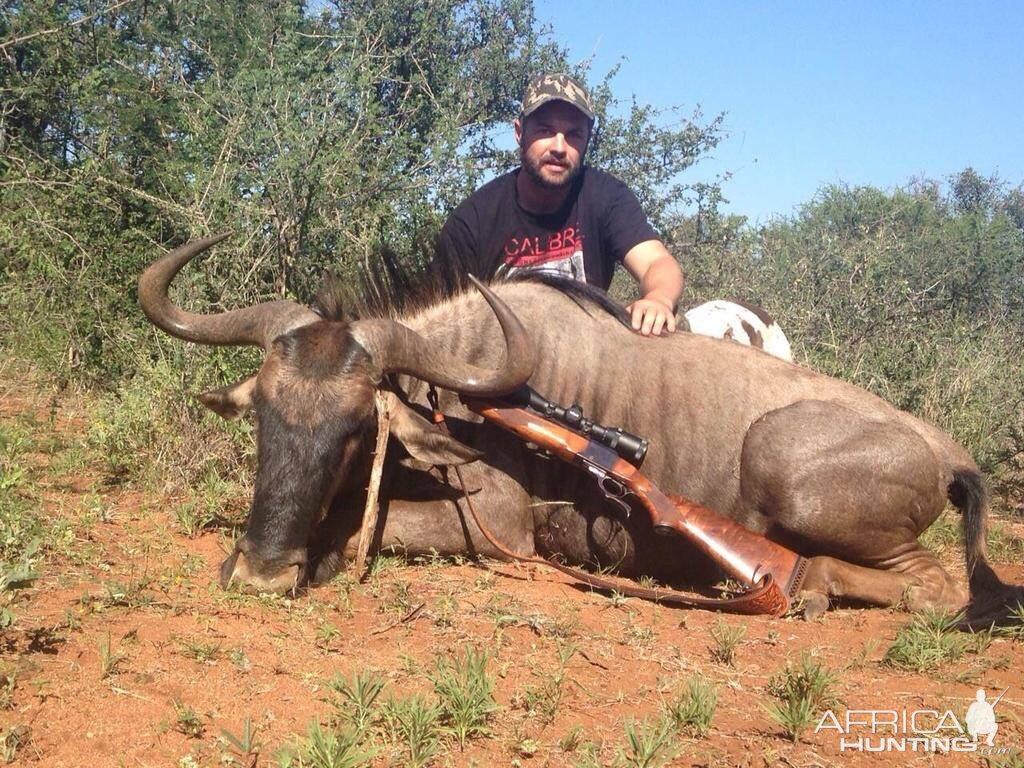 Blue Wildebeest Hunting in South Africa