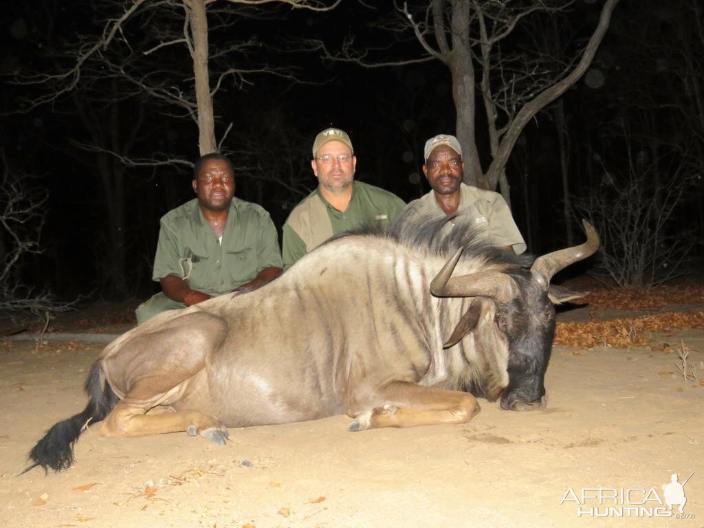 Blue Wildebeest Hunting in Zimbabwe