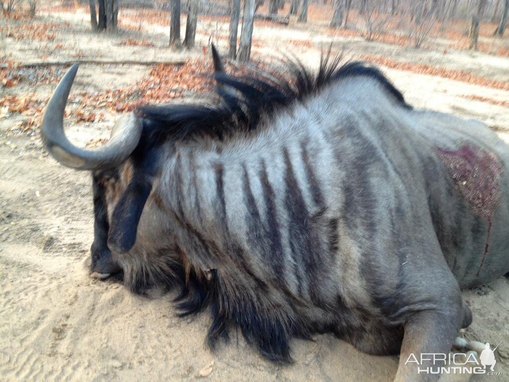 Blue Wildebeest Hunting in Zimbabwe