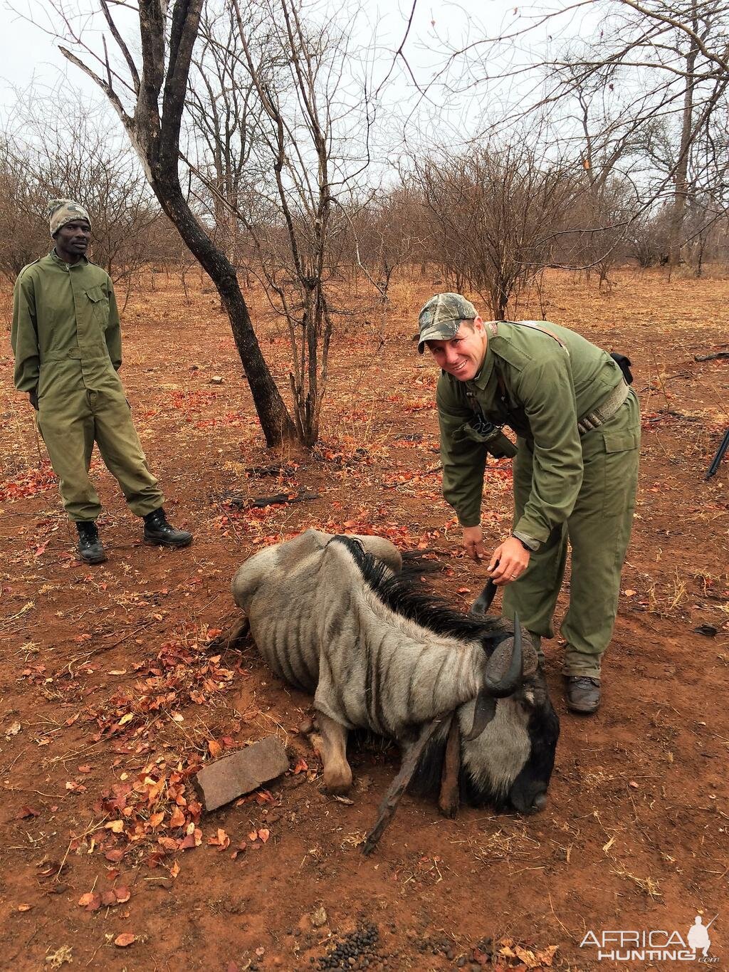 Blue Wildebeest Hunting in Zimbabwe