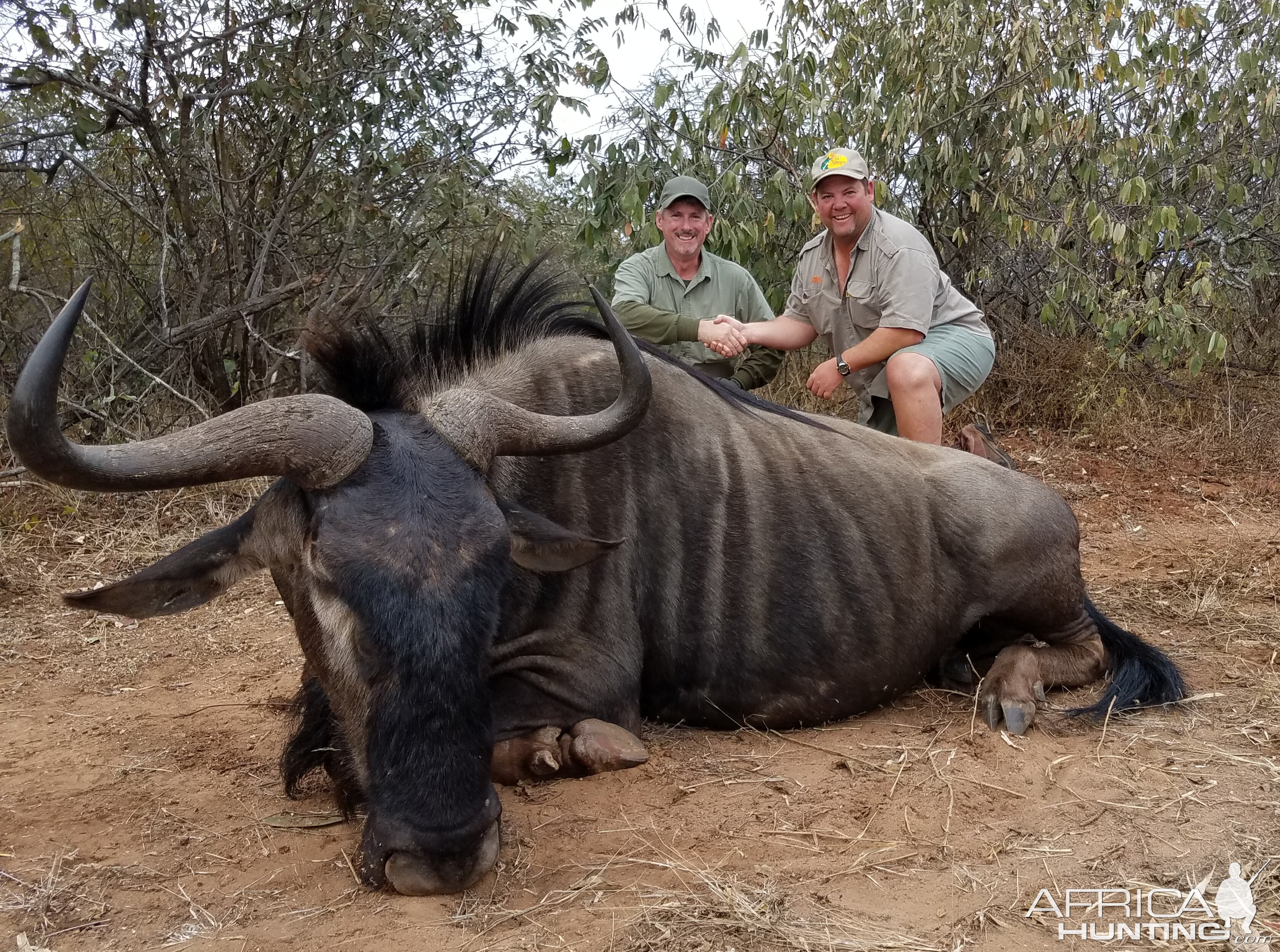 Blue Wildebeest Hunting in Zimbabwe