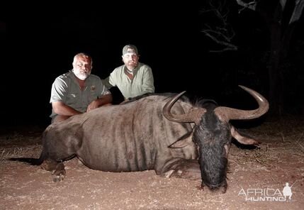 Blue Wildebeest Hunting Limpopo South Africa