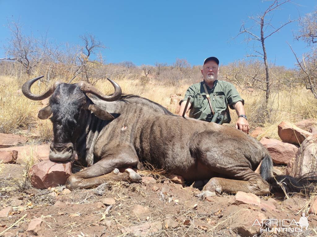 Blue Wildebeest Hunting Limpopo South Africa