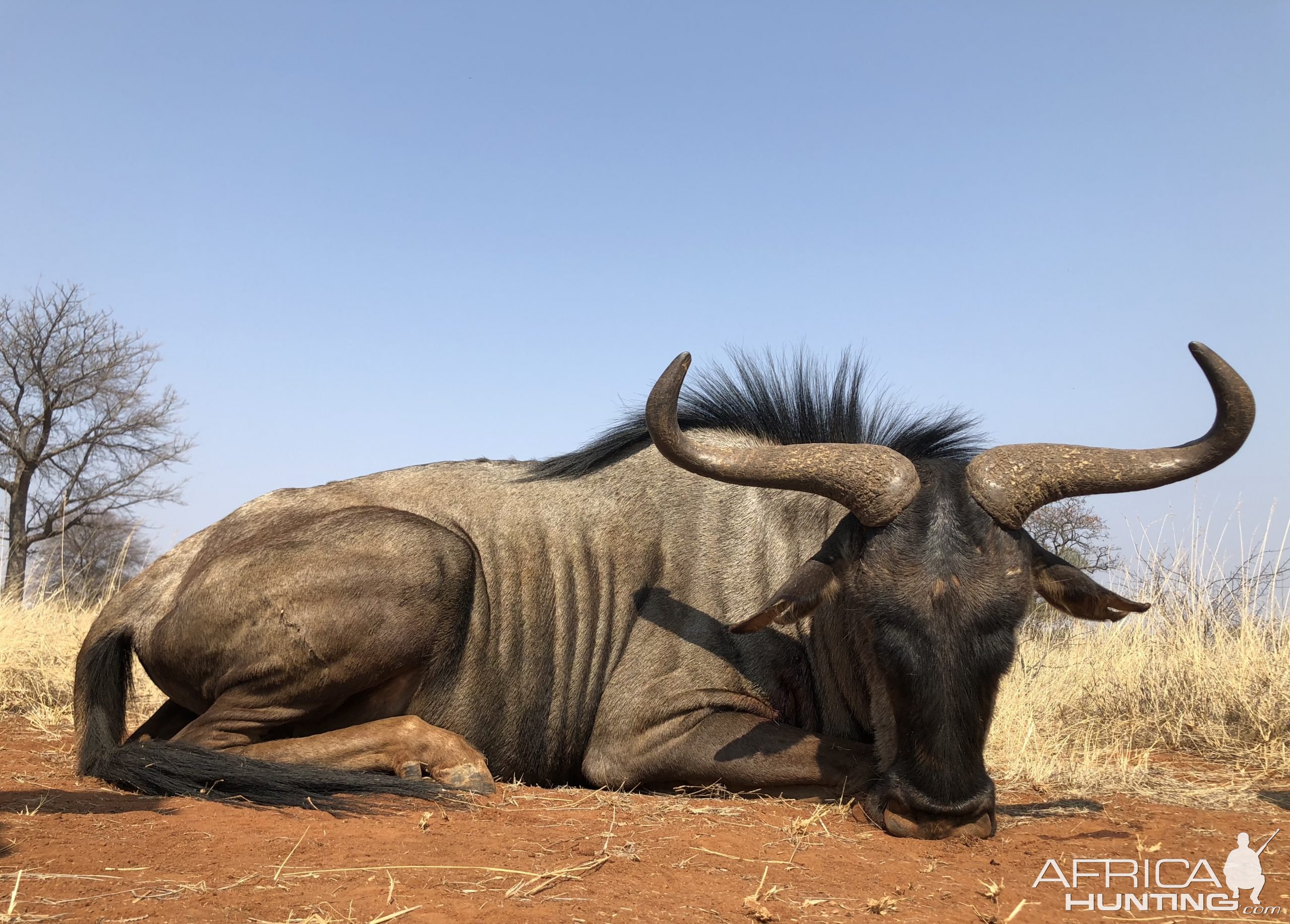 Blue Wildebeest Hunting Limpopo South Africa