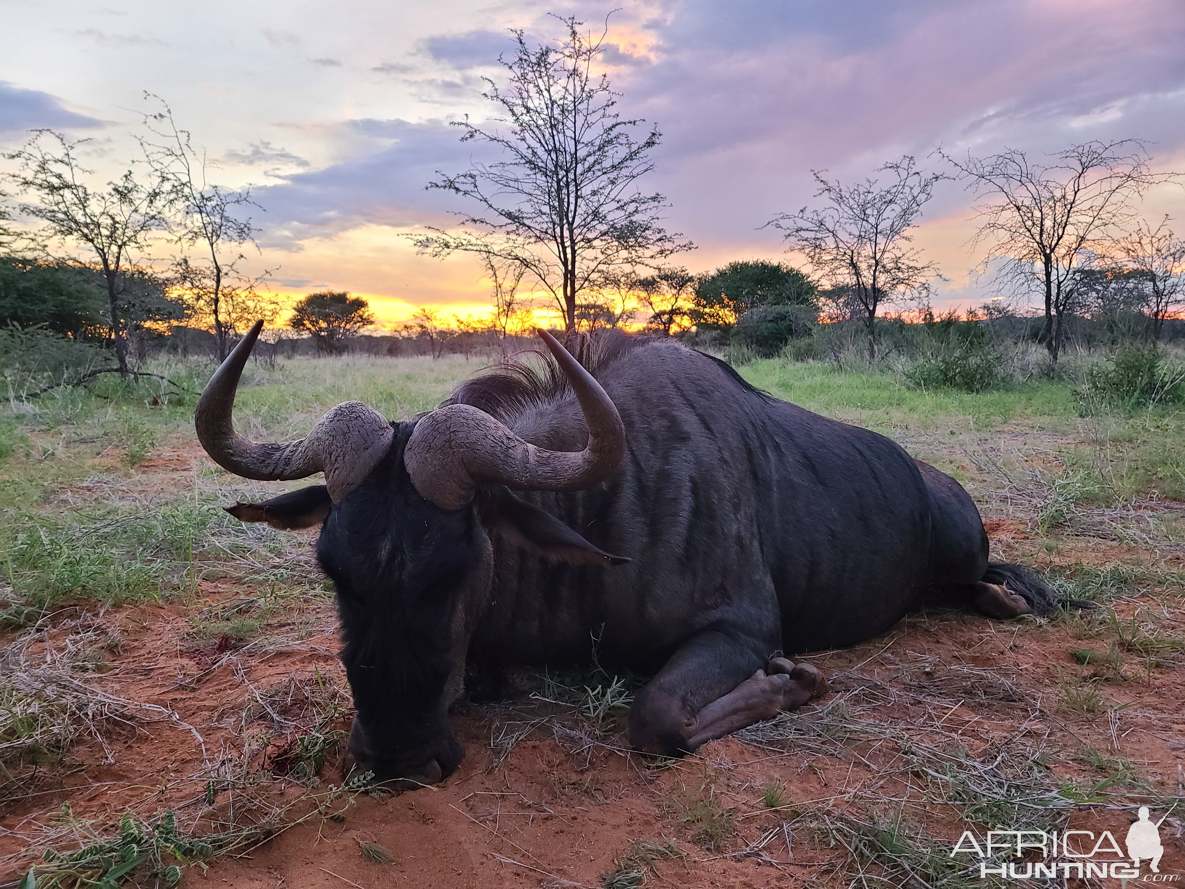 Blue Wildebeest Hunting Namibia