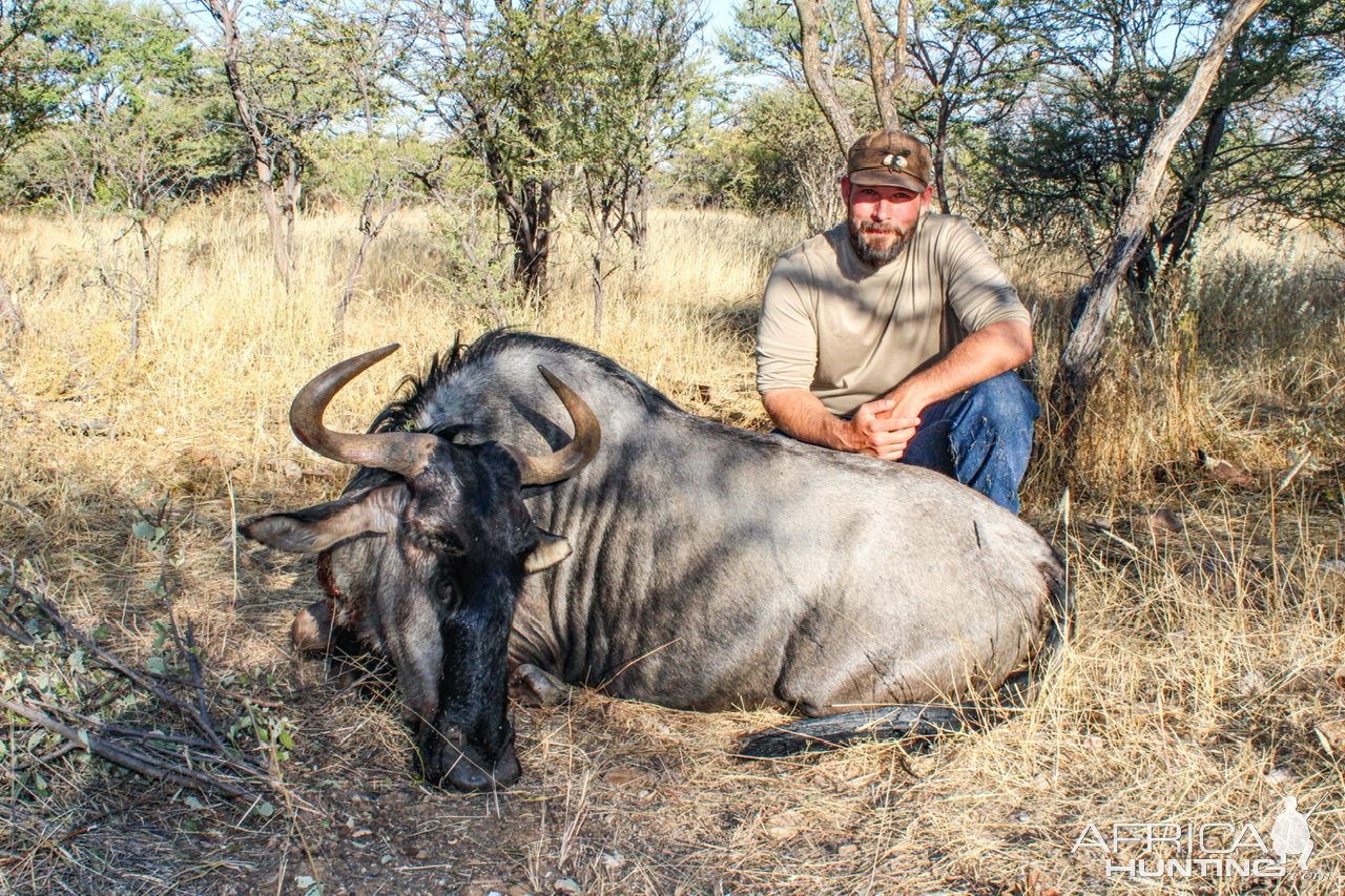 Blue Wildebeest Hunting Namibia