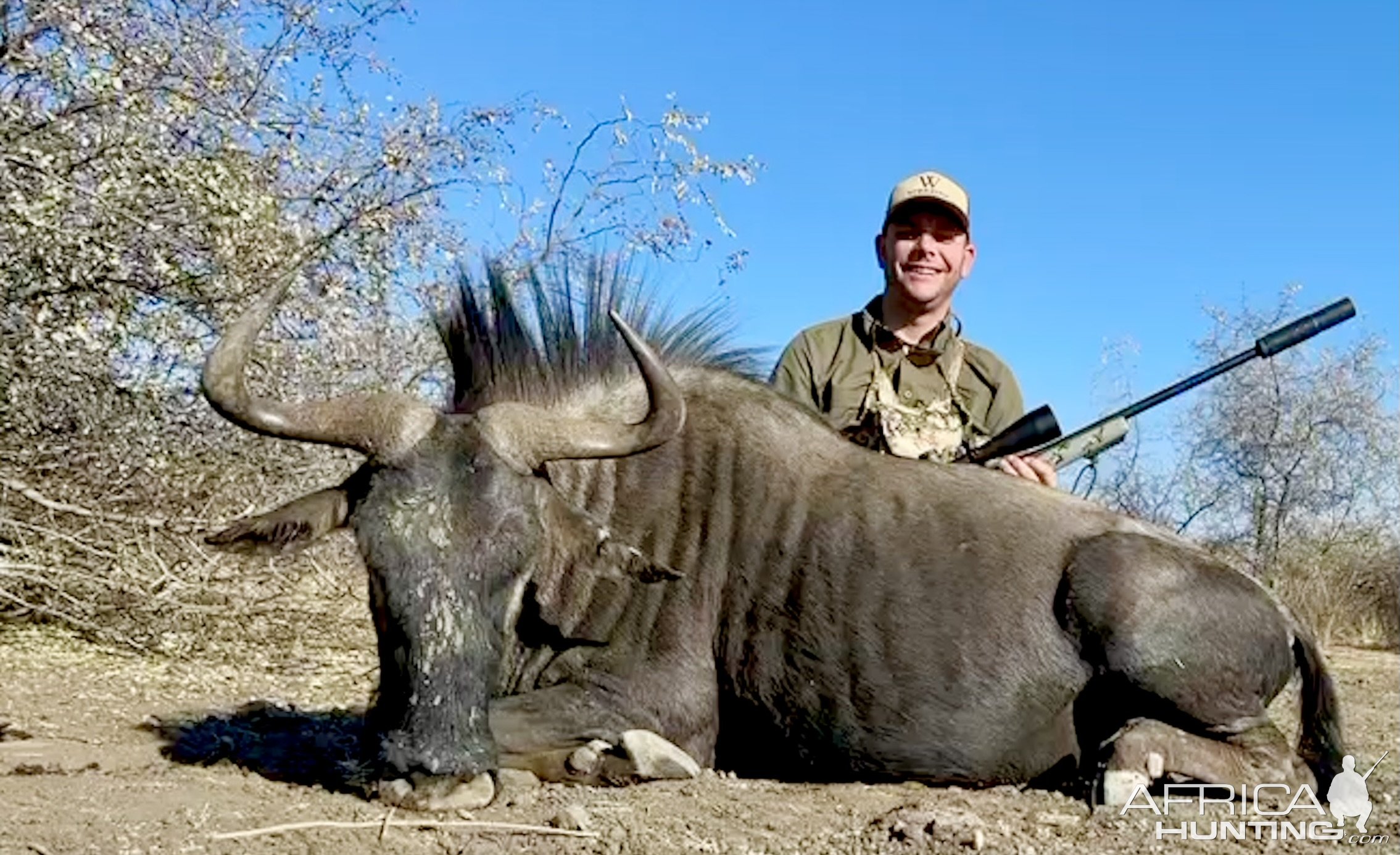 Blue Wildebeest Hunting Namibia