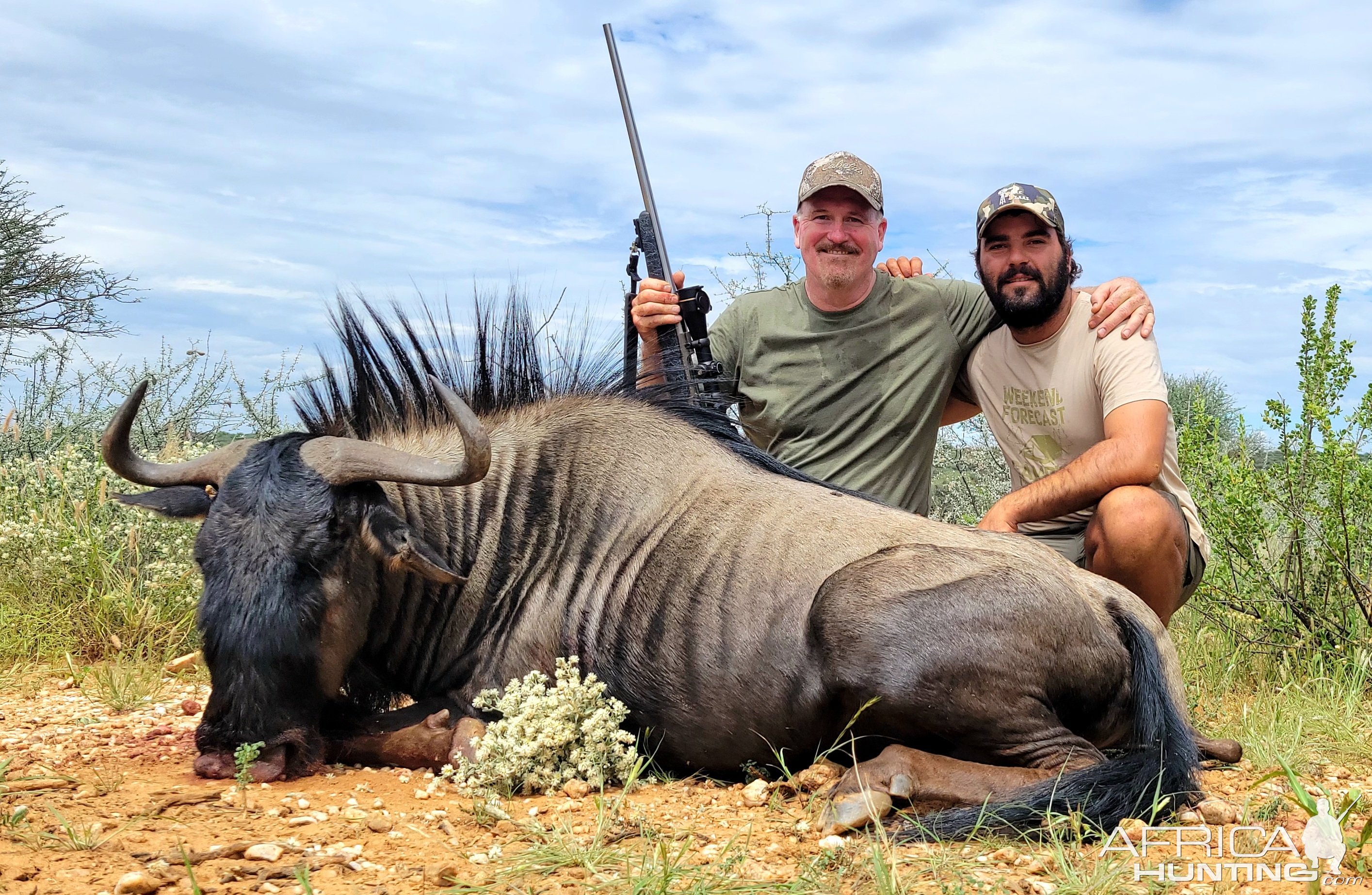 Blue Wildebeest Hunting Namibia