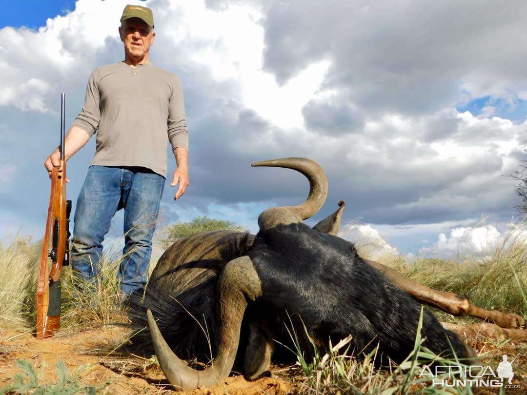 Blue Wildebeest Hunting Namibia